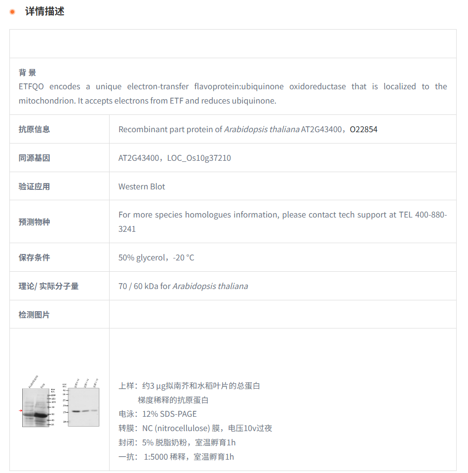 【植物抗体】Anti-ETFQO/ ETF-ubiquino
