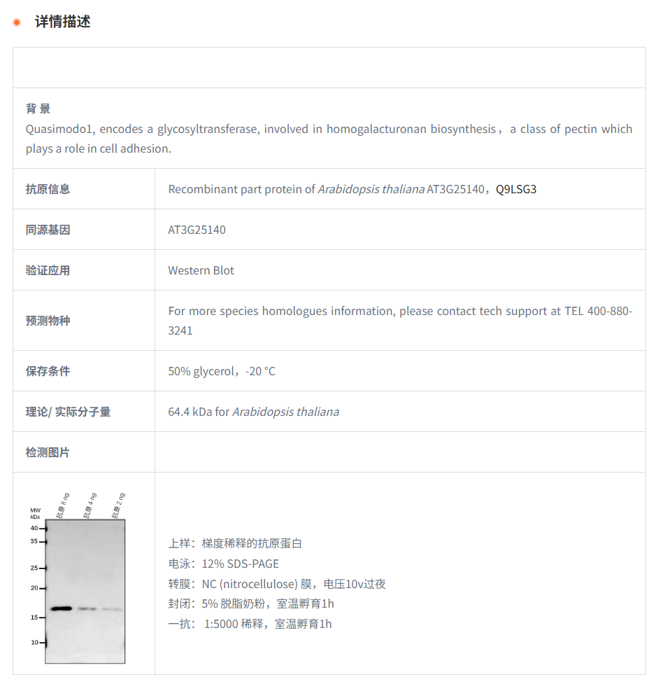 【植物抗体】Anti-QUA1/ Galacturonosy