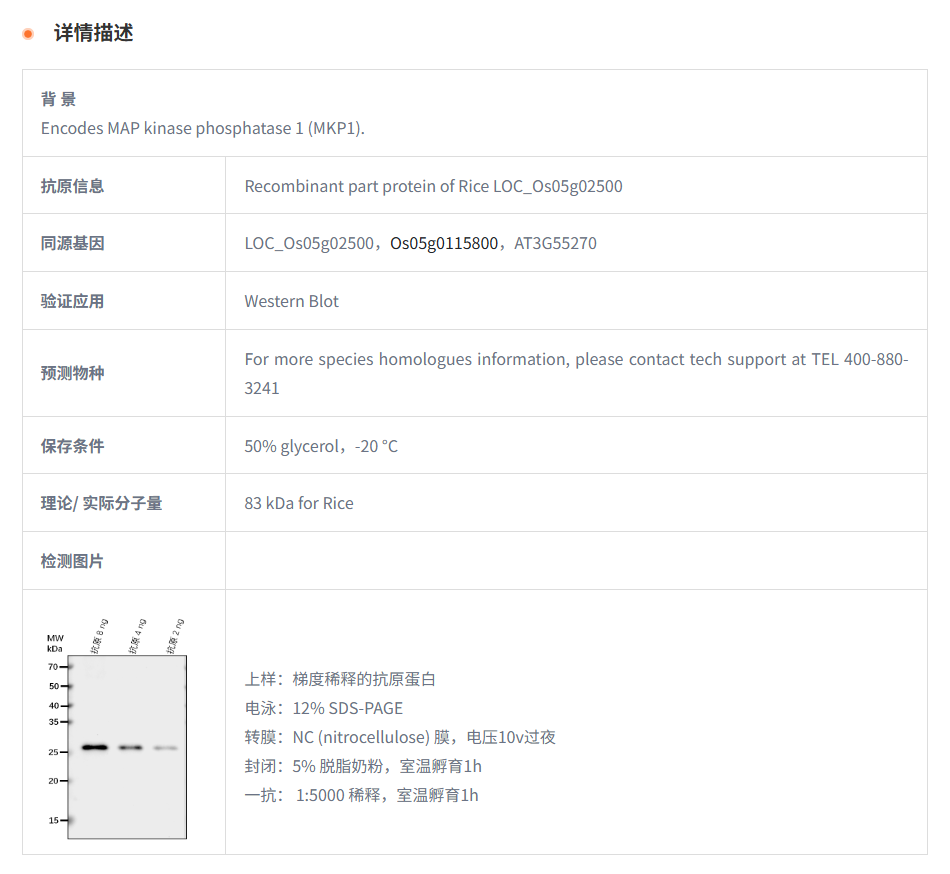 【植物抗体】Anti-MKP1/ Protein-tyros