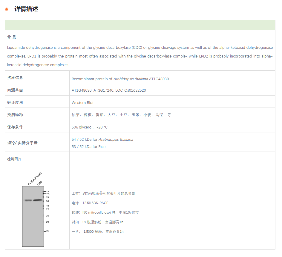 【植物抗体】Anti-LPD1 / Mitochondria