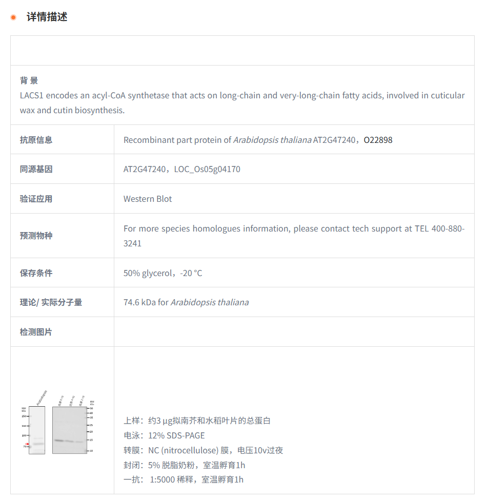 【植物抗体】Anti-LACS1/ Long chain a