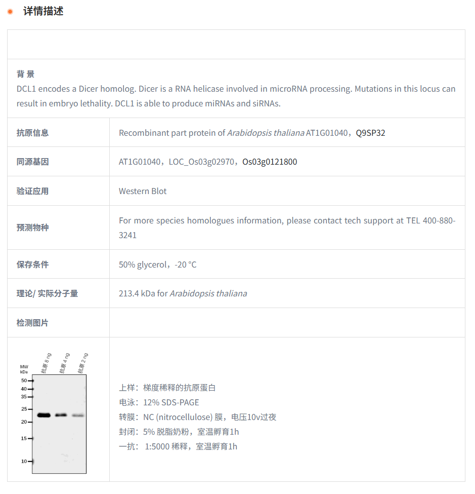 【植物抗体】Anti-DCL1/ Endoribonucle