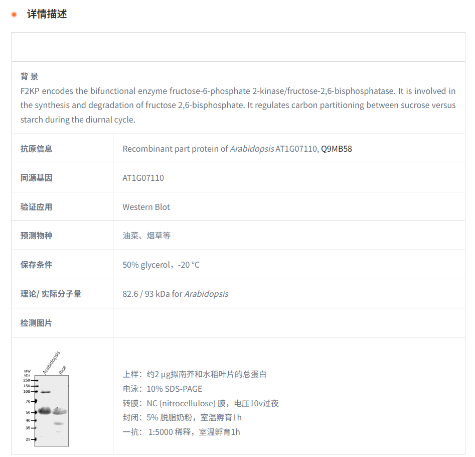 【植物抗体】Anti-F2KP/ Fructose-2,6-