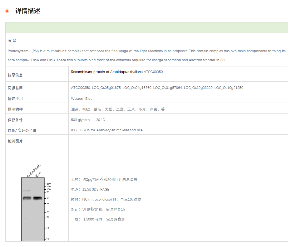 【植物抗体】Anti-PsaA / PsaA subunit