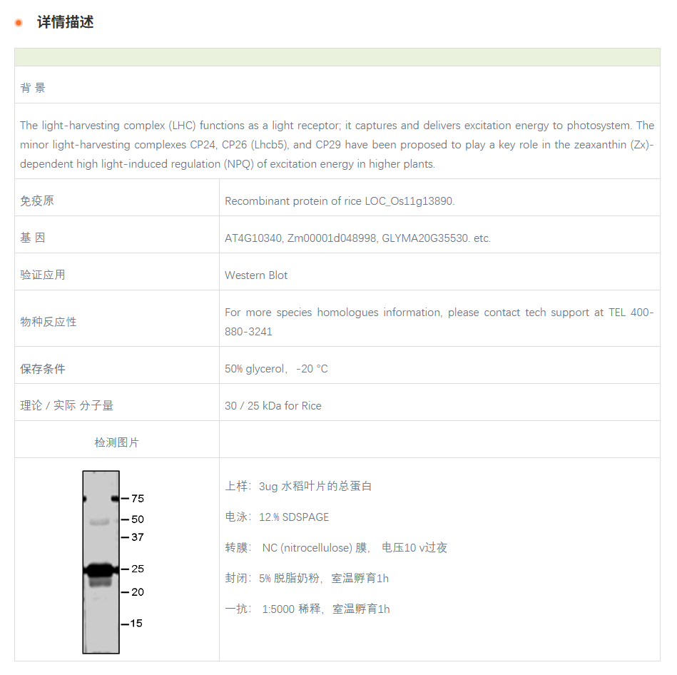 【植物抗体】Anti-Lhcb5 / Lhcb5 prote