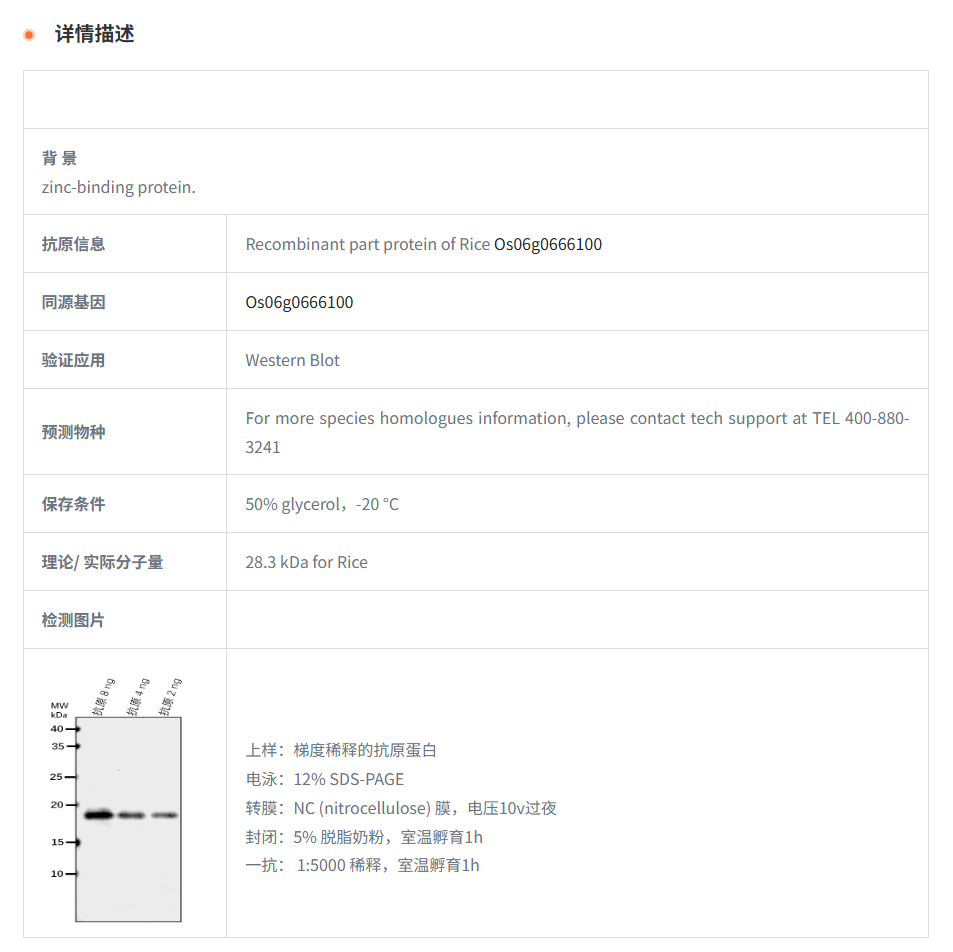 【植物抗体】Anti-Os06g0666100 protei