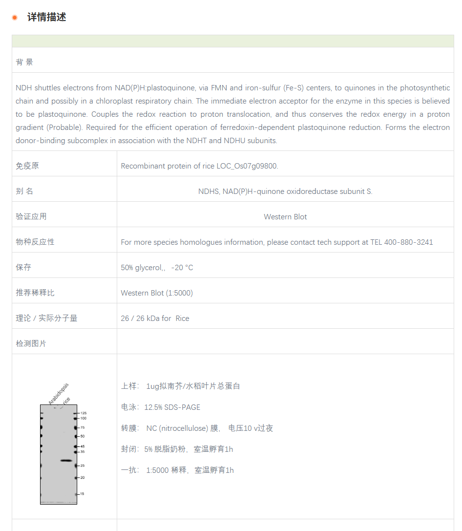 【植物抗体】Anti-NDHS / NAD(P)H-quin