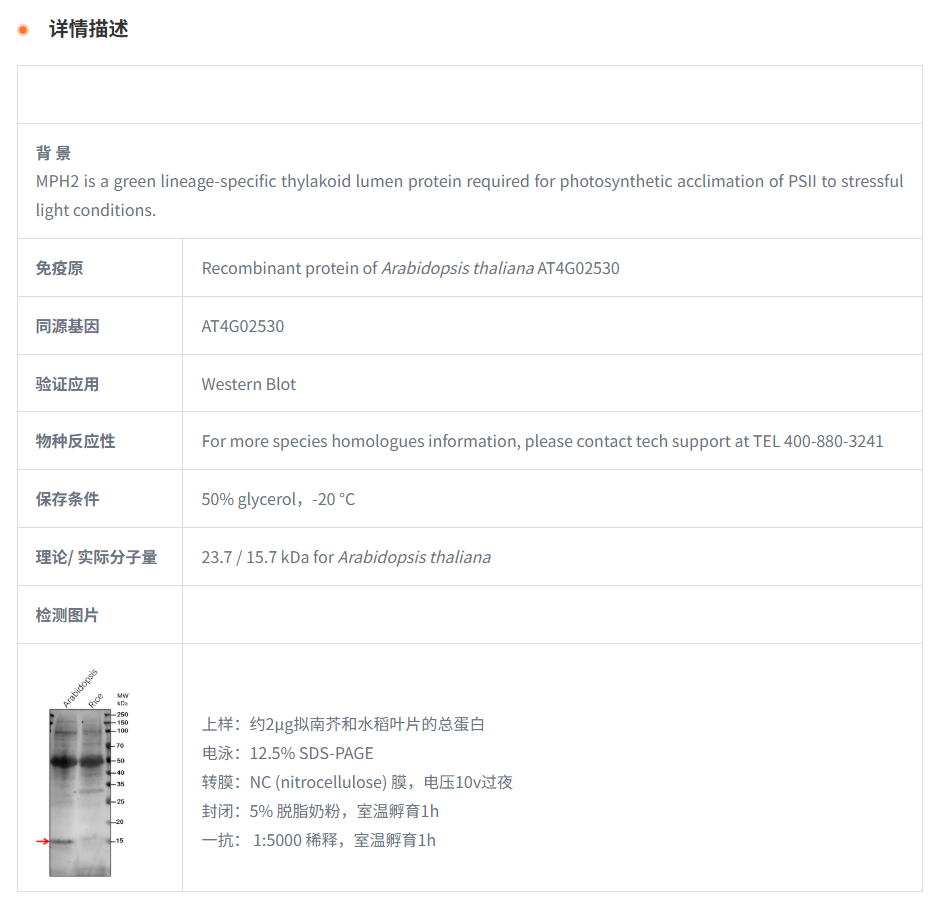 【植物抗体】Anti-MPH2/ Thylakoid lum