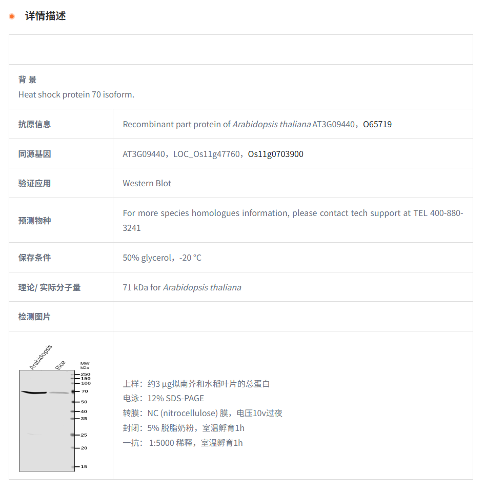 【植物抗体】Anti-HSP70-3/ Heat shock