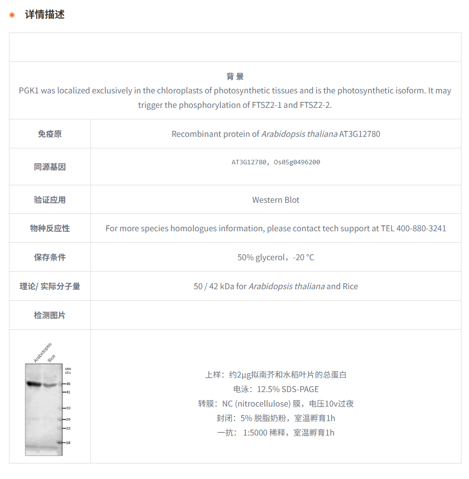 【植物抗体】Anti-PGK1/ Phosphoglycer