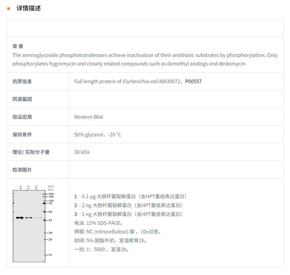 【植物抗体】Anti-HPT Rabbit Antibody