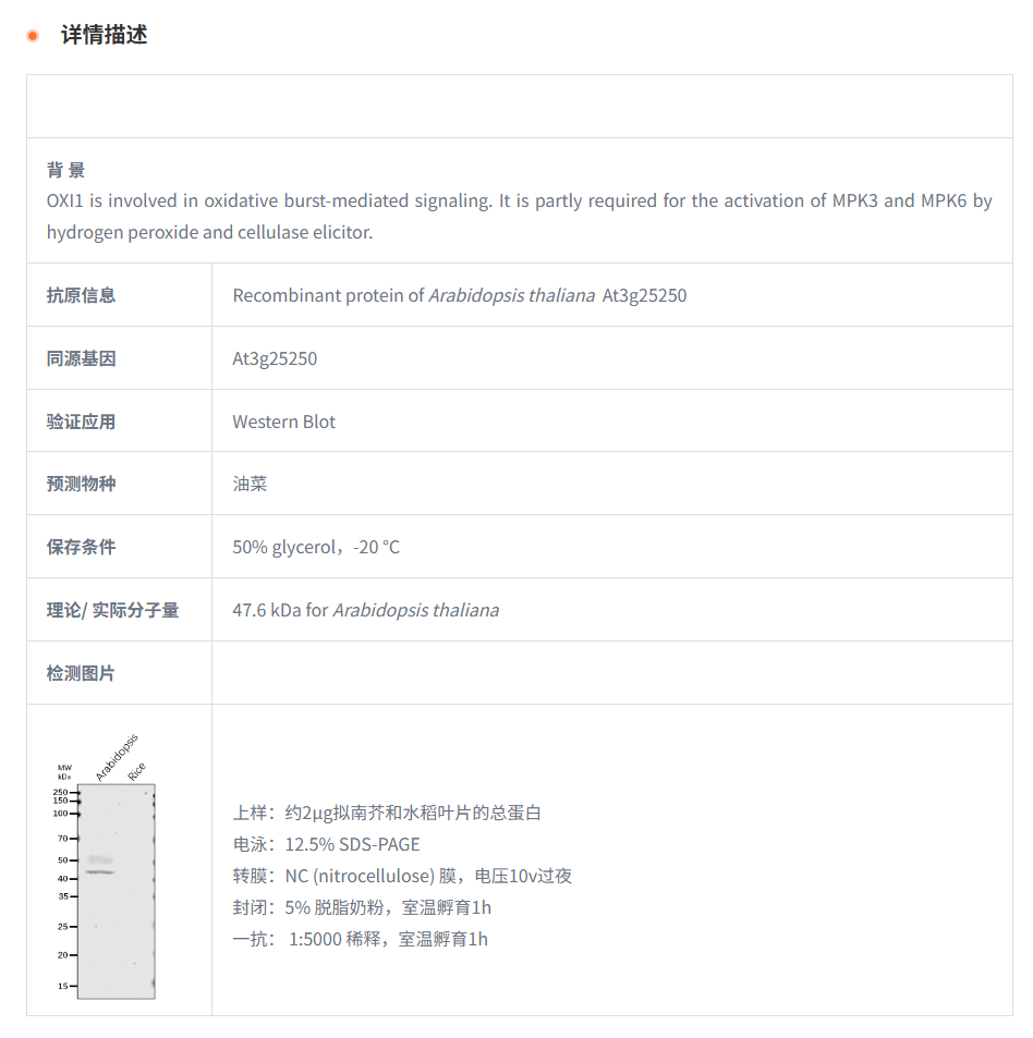 【植物抗体】Anti-OXI1 / AGC2-1 / ser