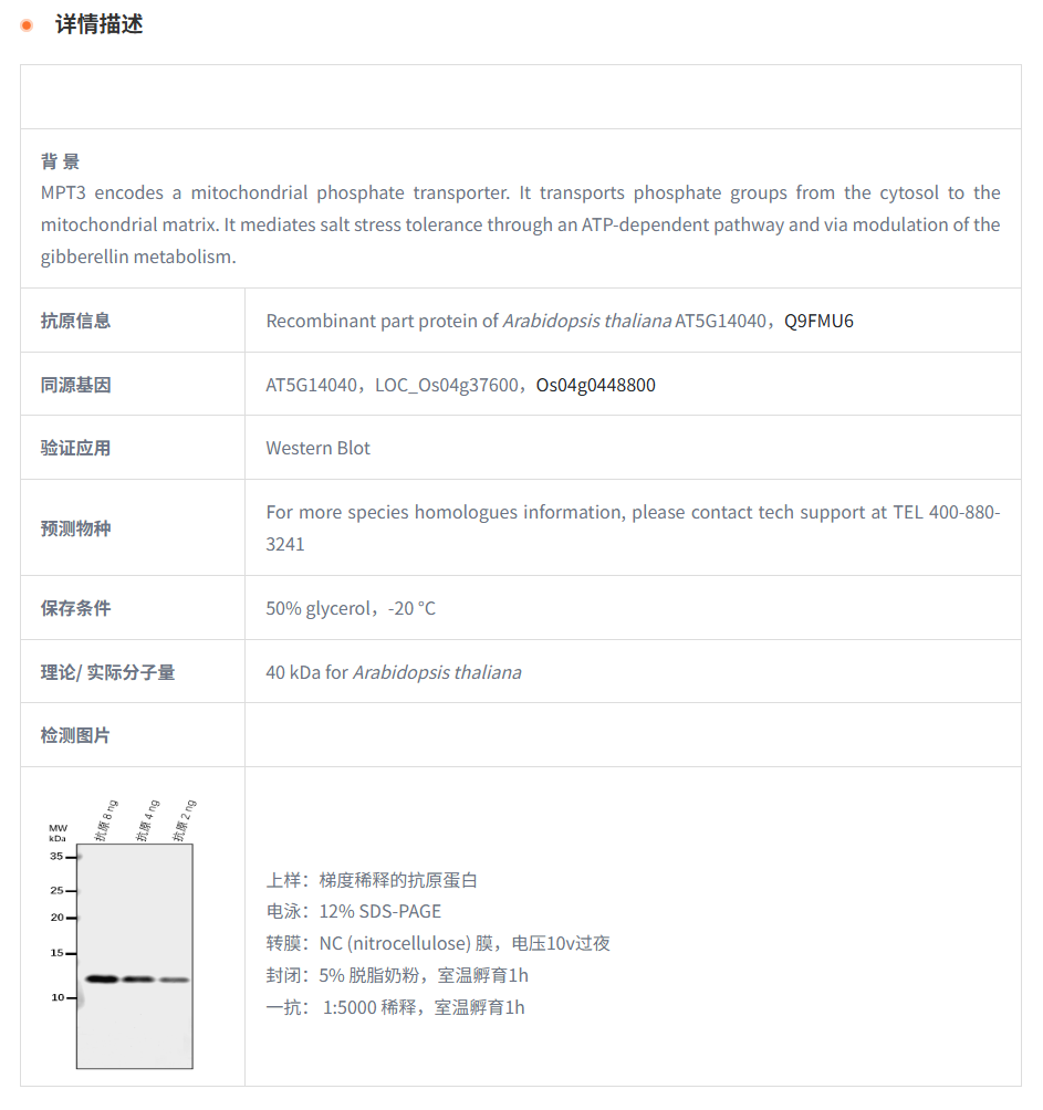 【植物抗体】Anti-MPT3/ Mitochondrial
