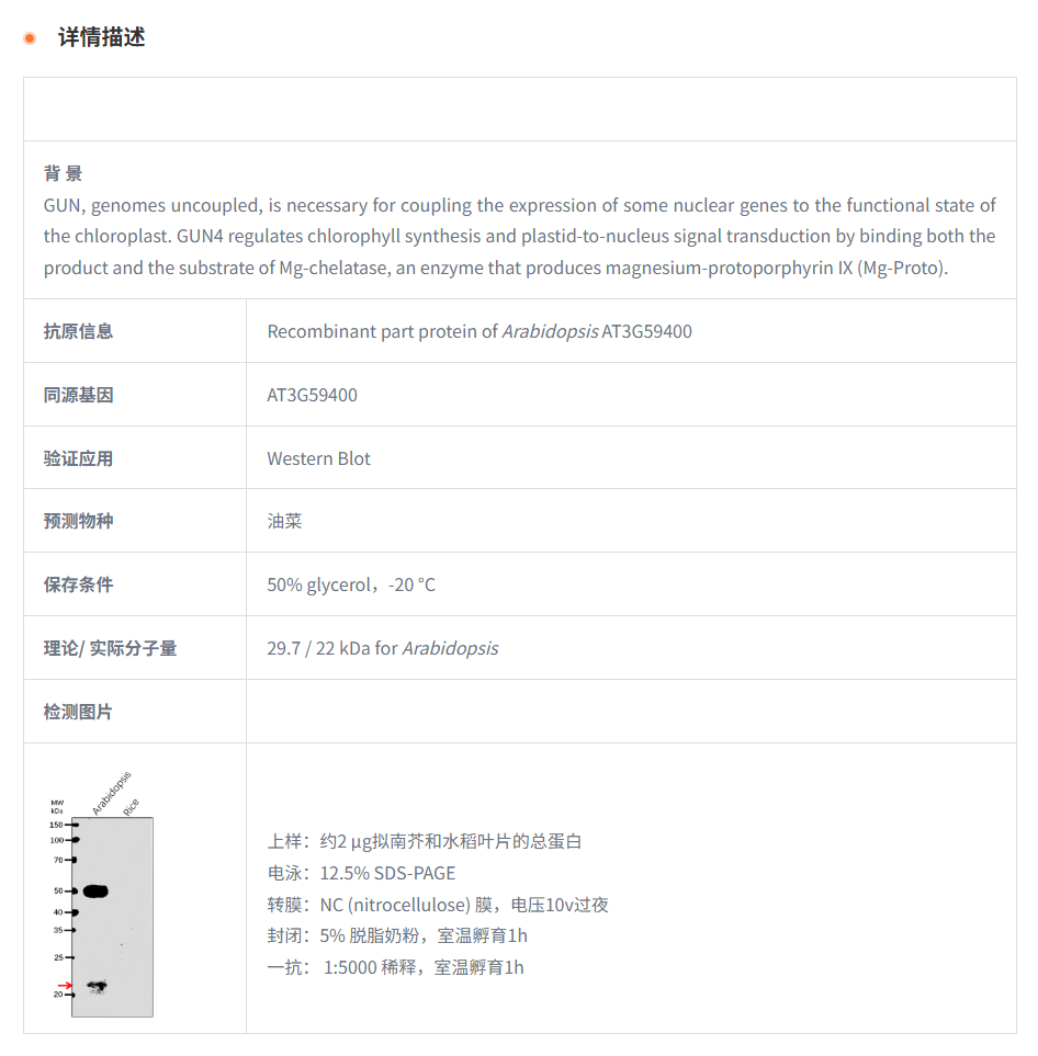 【植物抗体】Anti-GUN4/ Genomes uncou