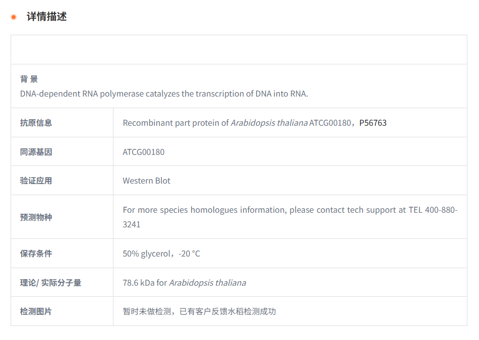 【植物抗体】Anti-RPOC1/ RNA polymera