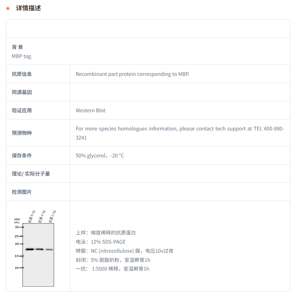 【植物抗体】Anti-MBP Tag rabbit anti