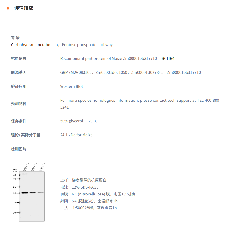 【植物抗体】Anti-Ribulose-phosphate 