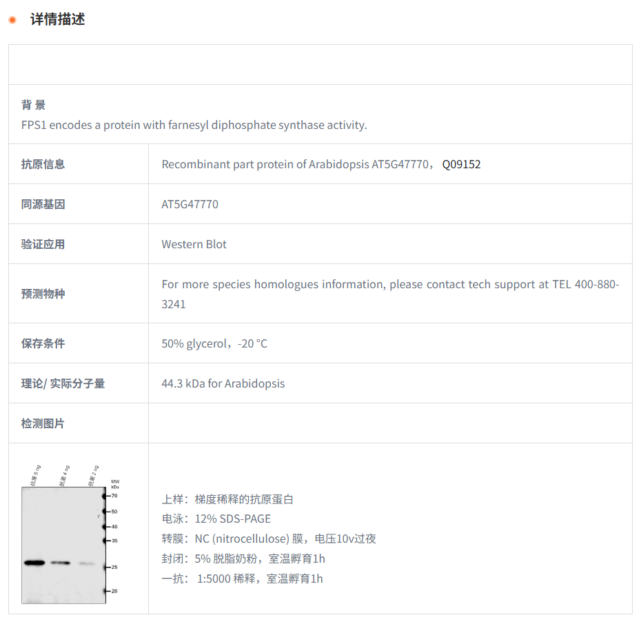 【植物抗体】Anti-FPS1/ Farnesyl pyro