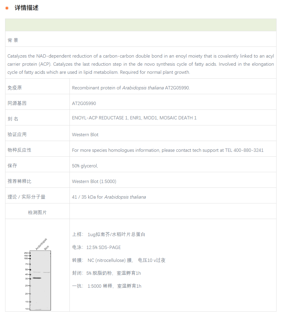 【植物抗体】Anti-MOD1 / Enoyl-ACP re