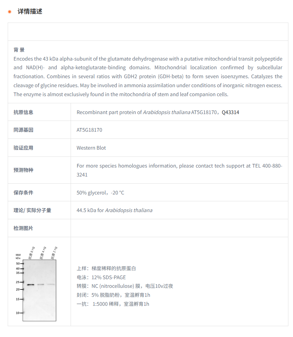 【植物抗体】Anti-GDH1/ Glutamate deh