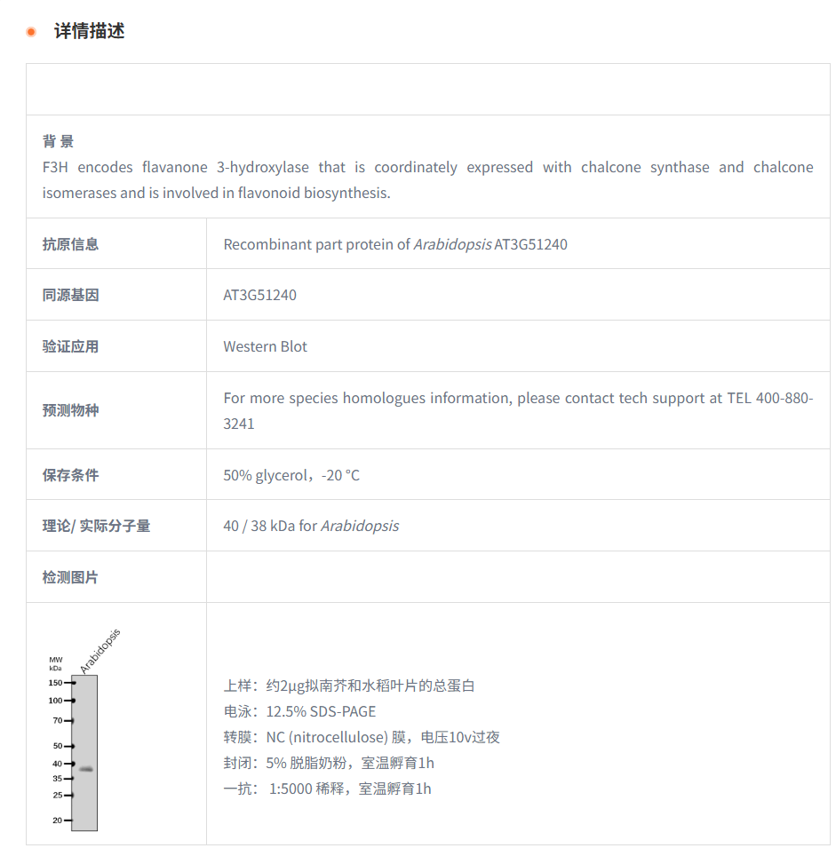 【植物抗体】Anti-F3H/ Flavanone 3-hy