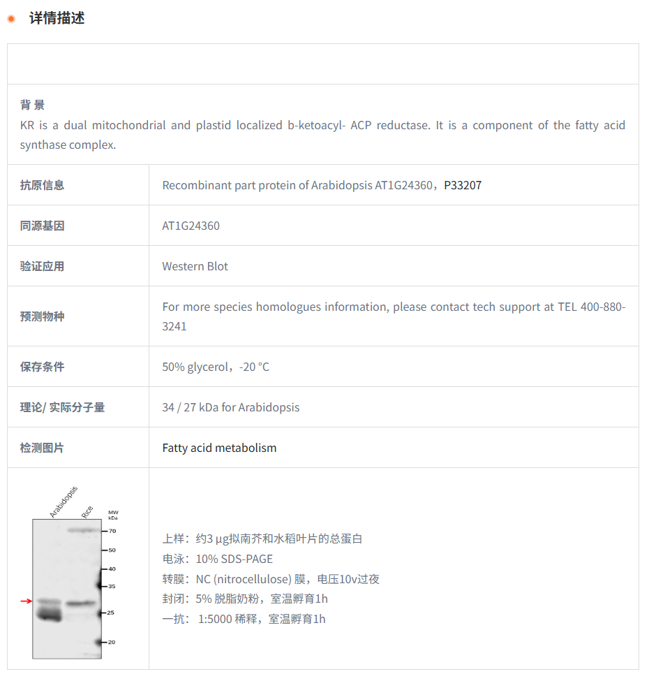 【植物抗体】Anti-KR/ 3-oxoacyl-[acyl