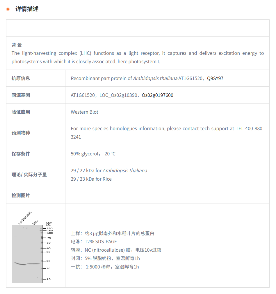 【植物抗体】Anti-Lhca3/Photosystem I