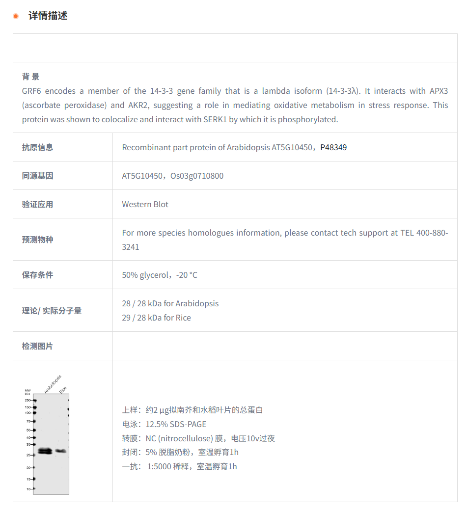【植物抗体】Anti-GRF6 /14-3-3-like p