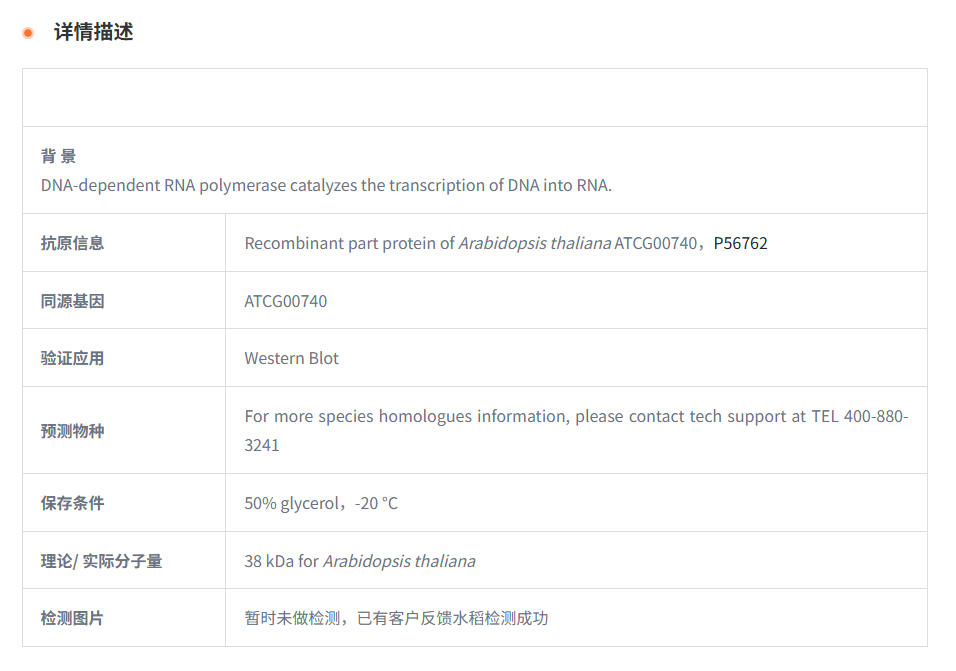 【植物抗体】Anti-RPOA/ RNA polymeras