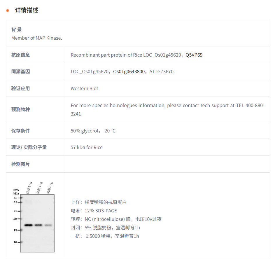 【植物抗体】Anti-MPK16/ Mitogen-acti