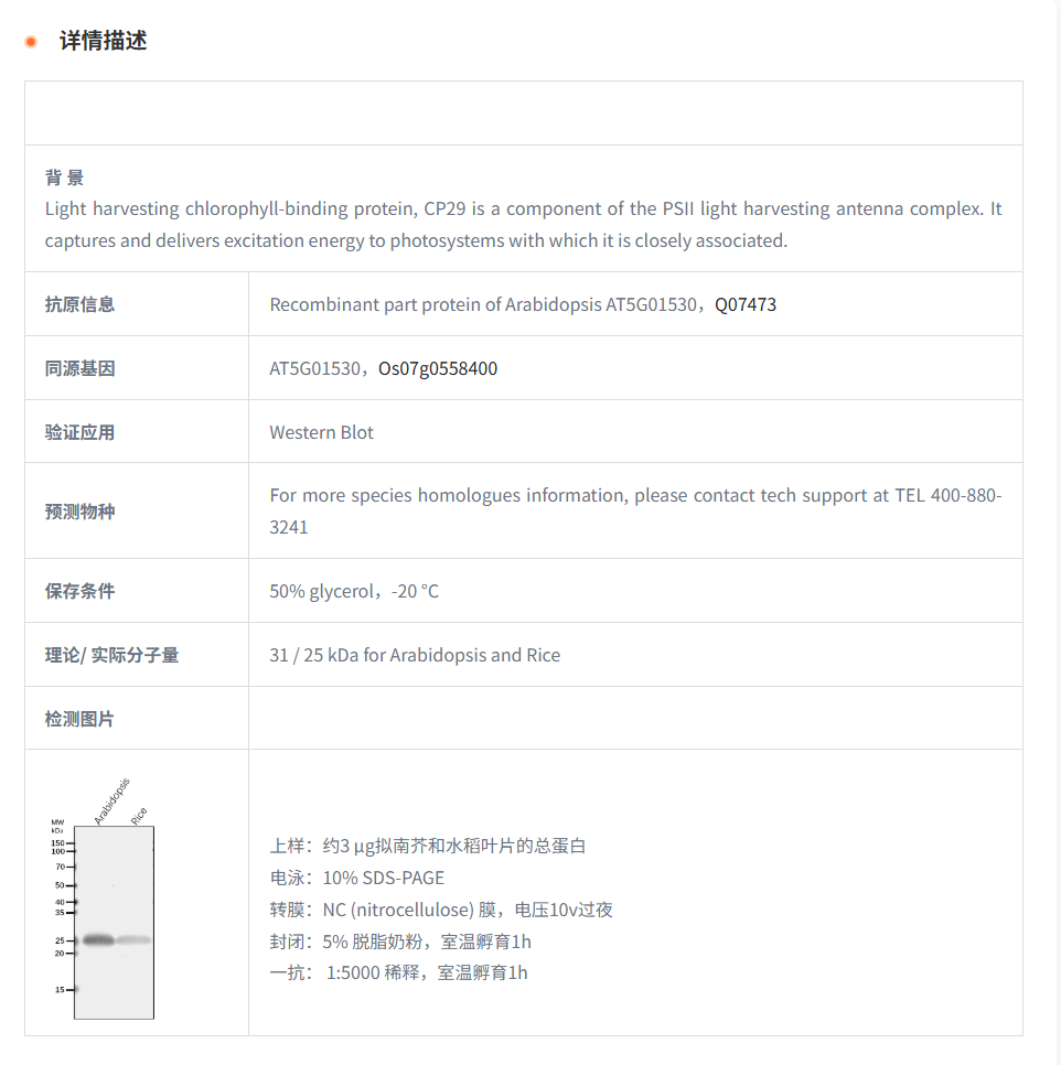 【植物抗体】Anti-LHCB4.1/ Chlorophyl