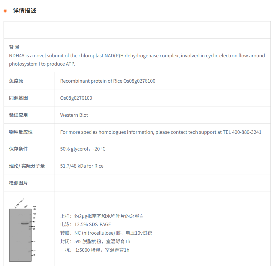 【植物抗体】Anti-NDH48 / NAD(P)H  de