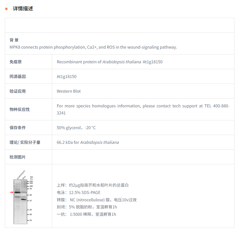 【植物抗体】Anti-MPK8 / mitogen-acti