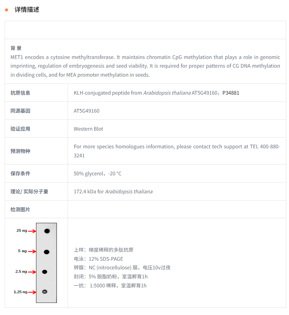 【植物抗体】Anti-DMT1/ DNA (cytosine