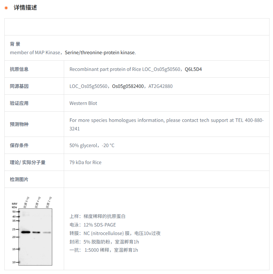 【植物抗体】Anti-MPK9/ Mitogen-activ