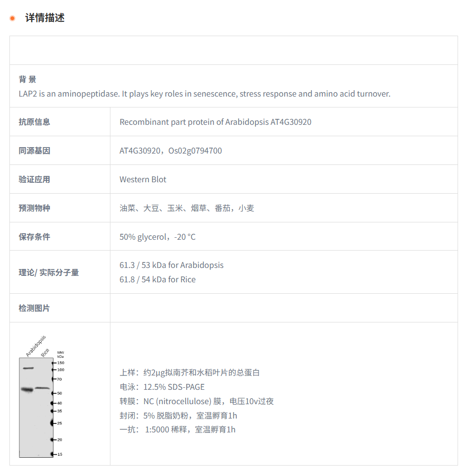 【植物抗体】Anti-LAP2/ Leucine amino