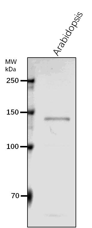 Anti-GMII/ Alpha-mannosidase 2