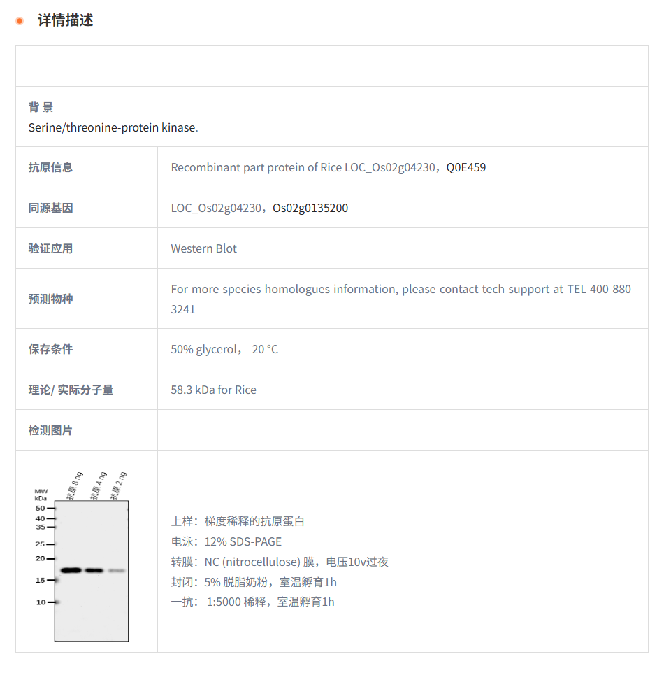 【植物抗体】Anti-MPK13/ Mitogen-acti
