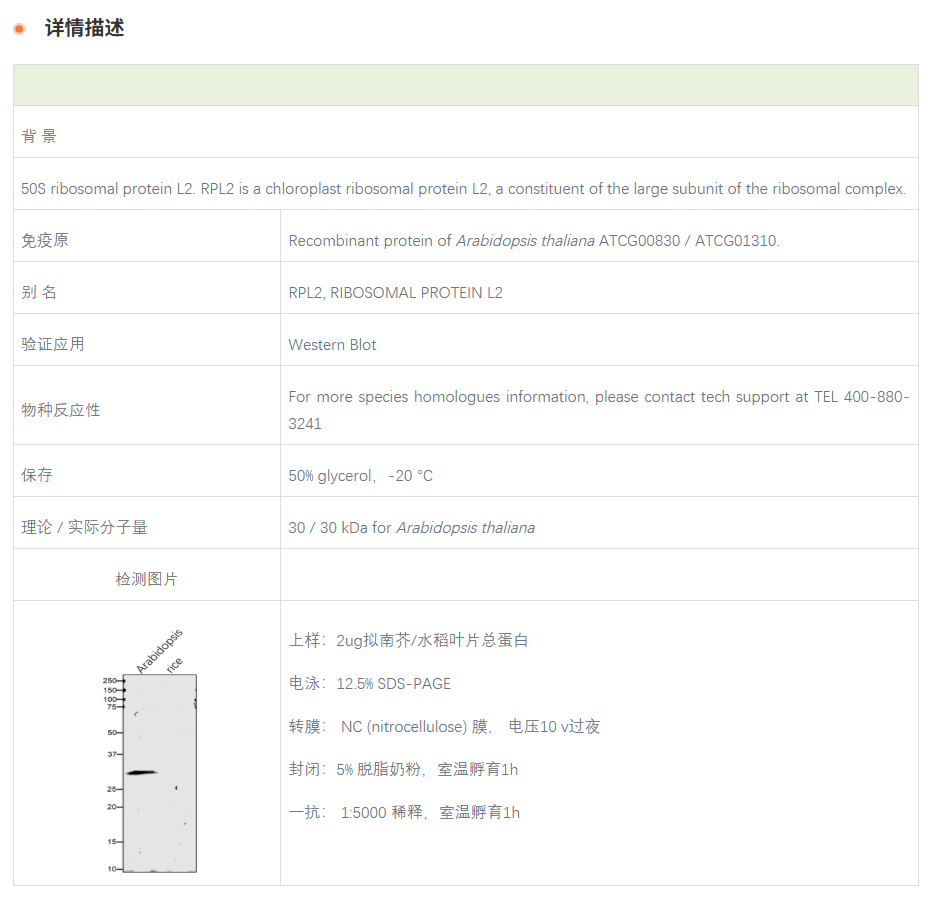 【植物抗体】Anti-RPL2.1 / chloroplas