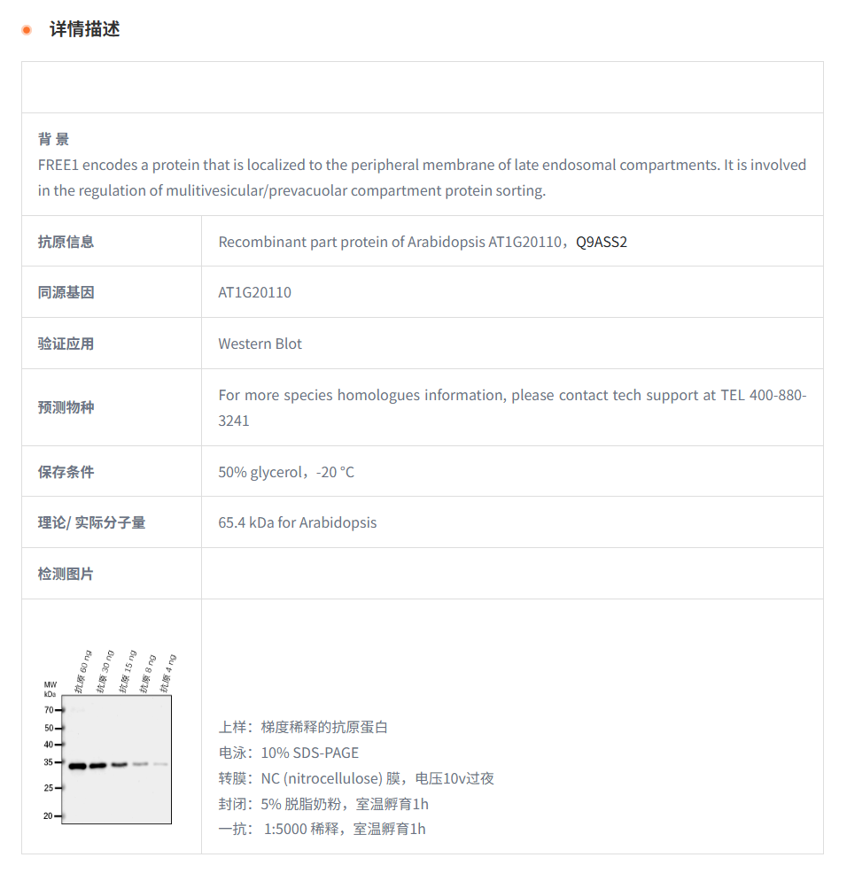 【植物抗体】Anti-FREE1/ Protein FREE