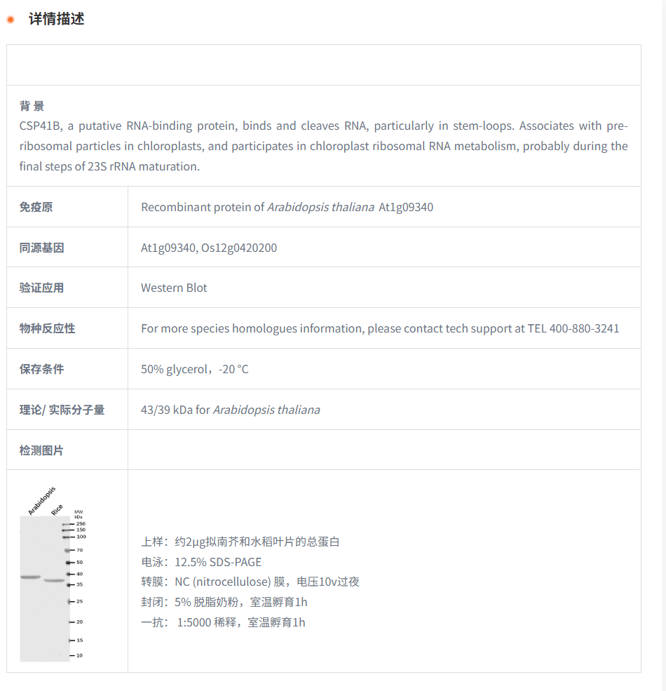 【植物抗体】Anti-CSP41B / Ribosome a