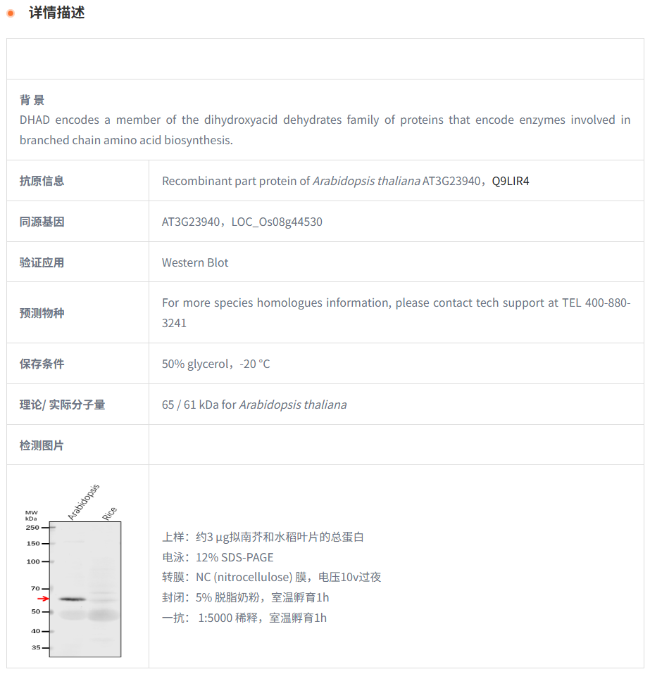 【植物抗体】Anti-DHAD/ Dihydroxy-aci