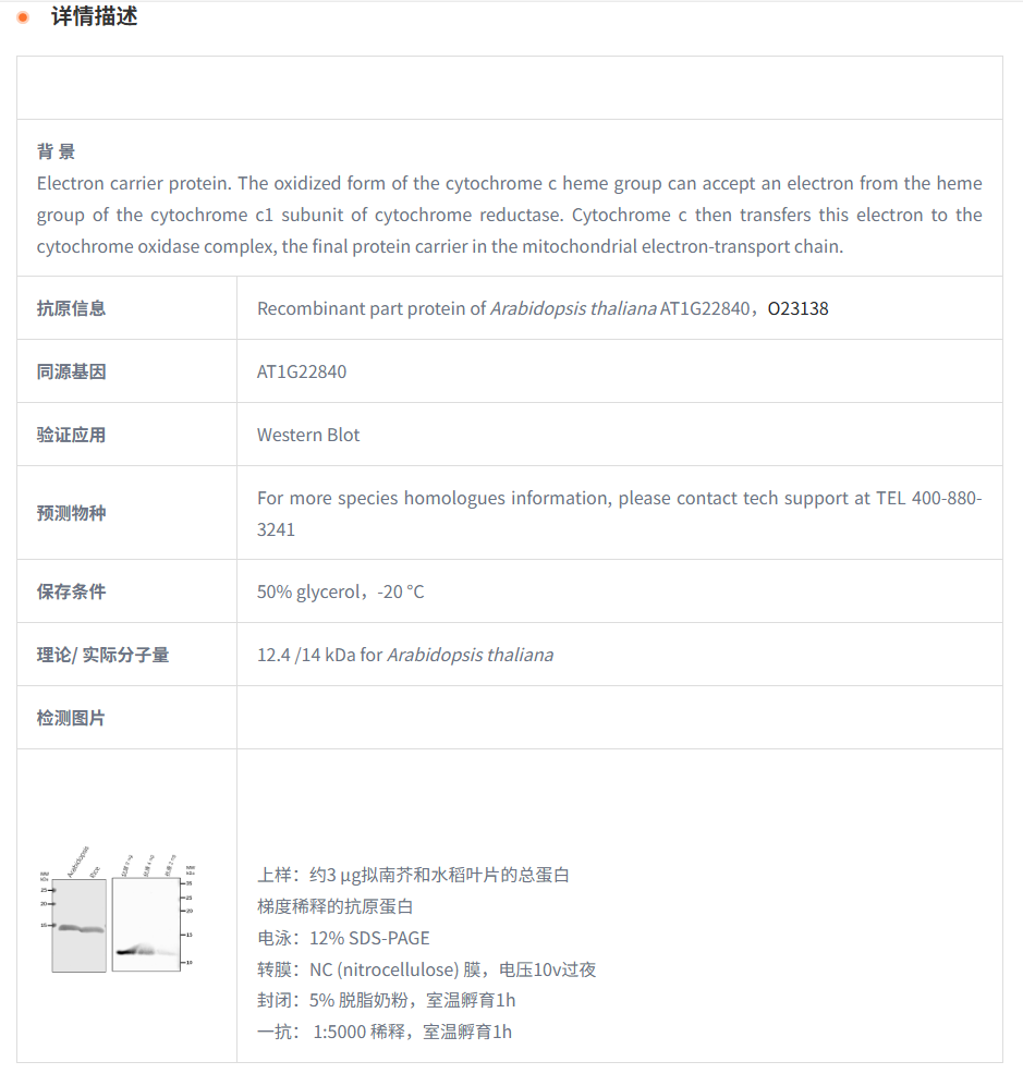 【植物抗体】Anti-CYTC-1/ Cytochrome