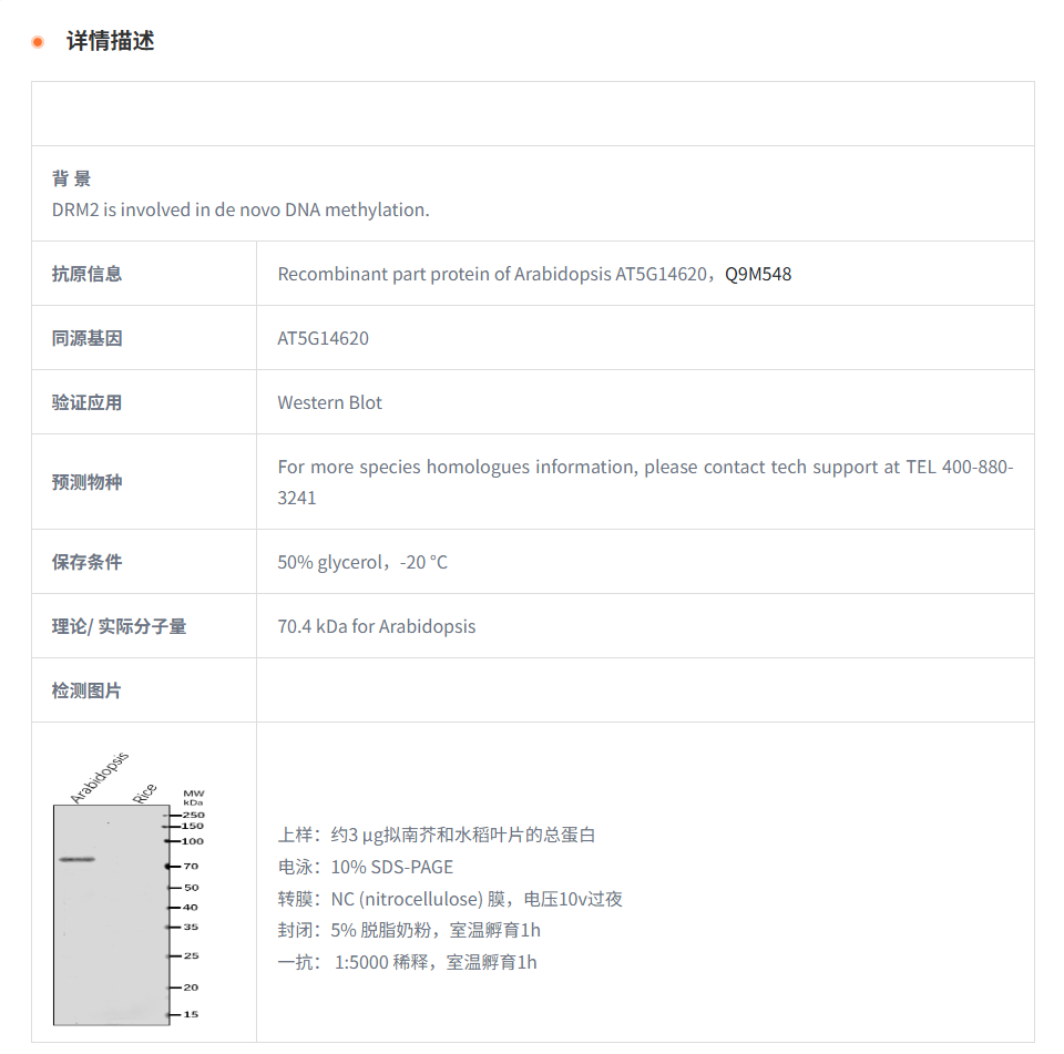 【植物抗体】Anti-DRM2/ DNA (cytosine