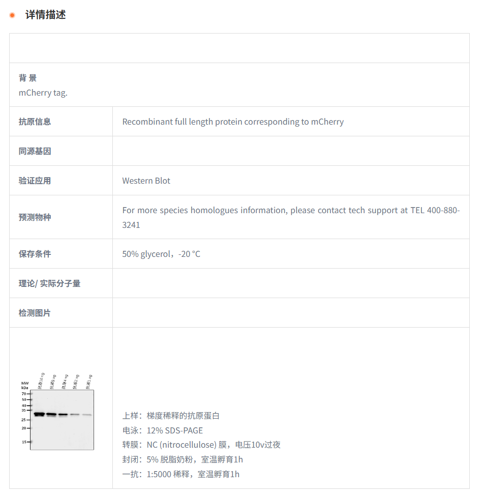 【植物抗体】Anti-mCherry Tag rabbit 