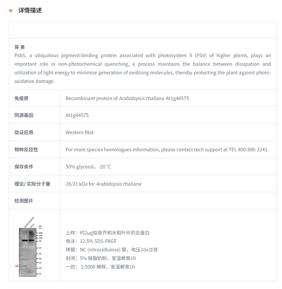 【植物抗体】Anti-PsbS / NPQ4 / Phot