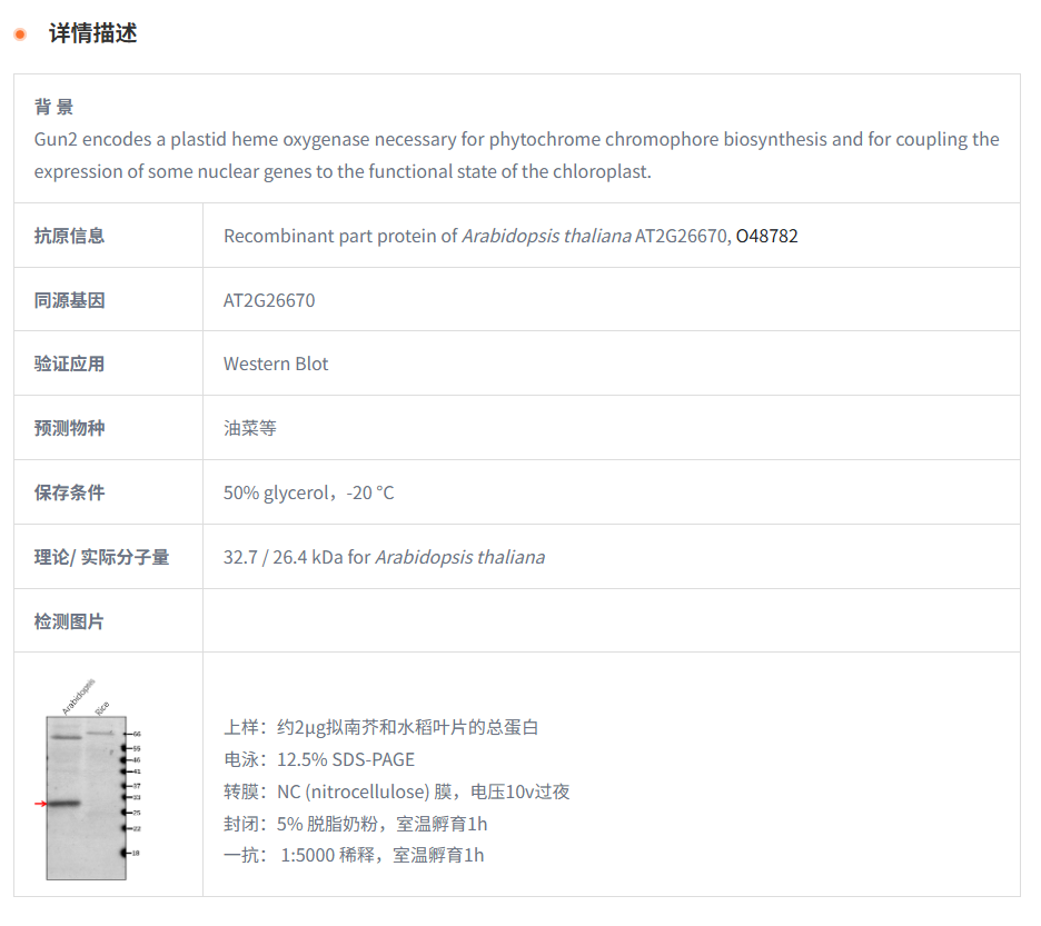 【植物抗体】Anti-Gun2 / Heme oxygena