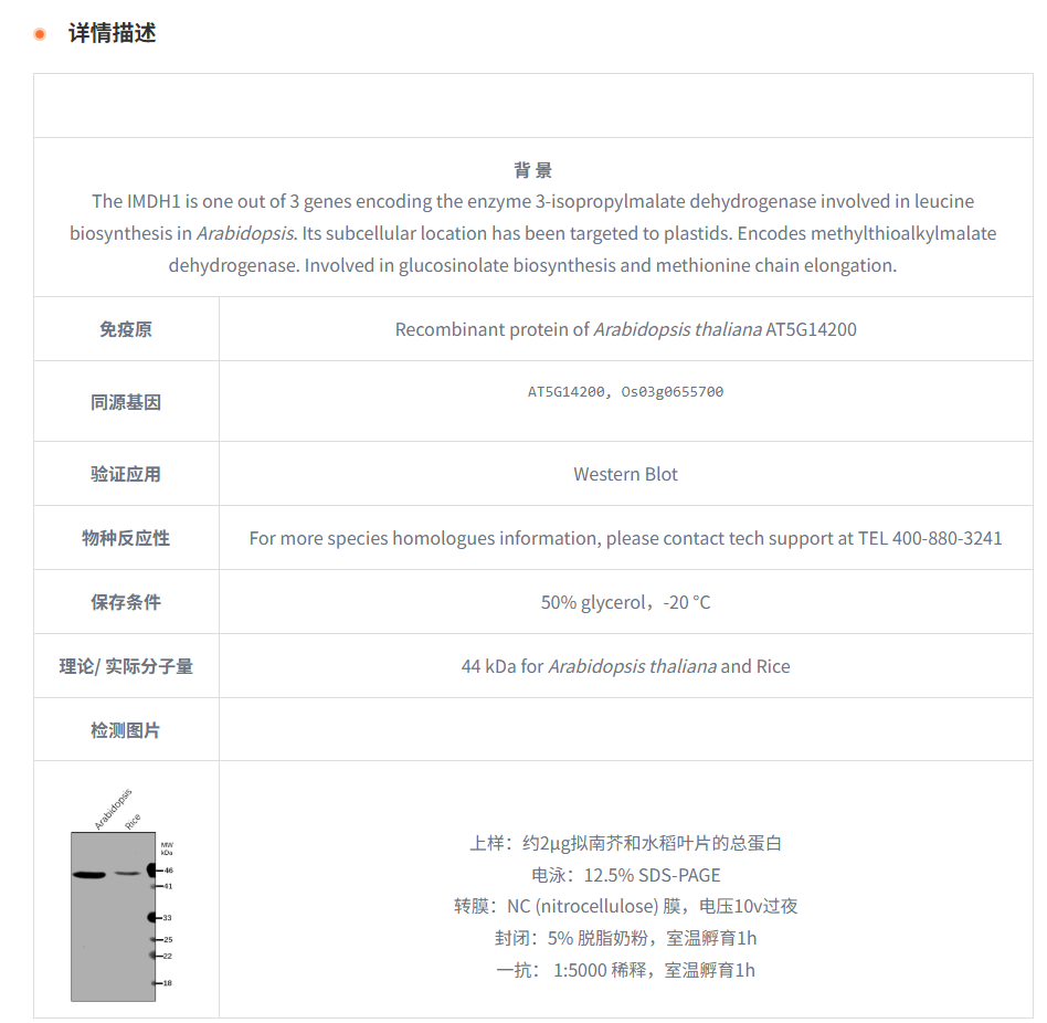 【植物抗体】Anti-IMDH1/ 3-isopropylm
