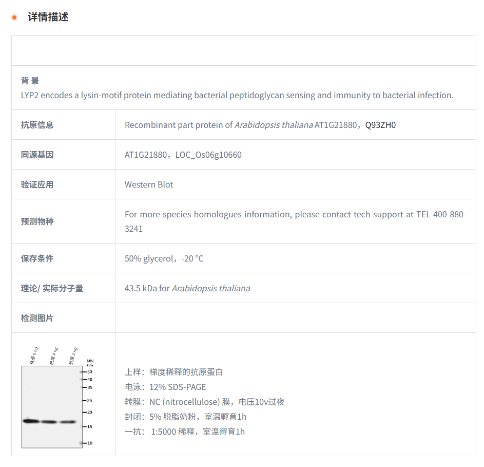 【植物抗体】Anti-LYP2/ LysM domain-c
