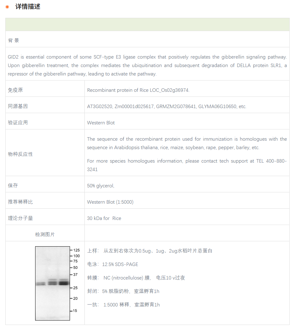 【植物抗体】Anti-GID2 / Gibberellin 